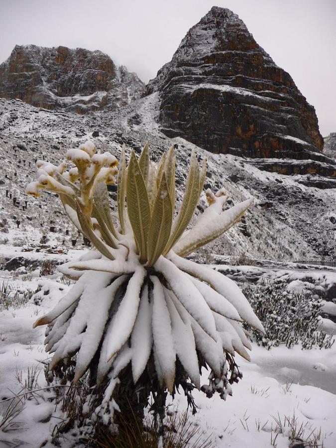 Hostal El Caminante El Cocuy ภายนอก รูปภาพ